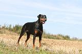 DOBERMANN 106